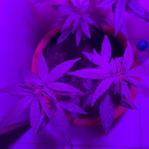cultivation indoors growlog photo: “2 Meninas na vegetação em outro vaso” 
Iluminação de Full Spectrum. 