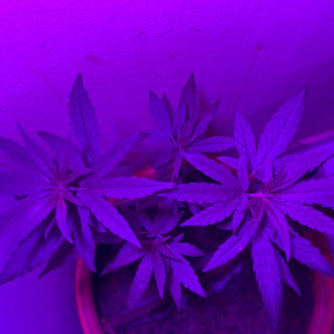 cultivation indoors growlog photo: “2 Meninas na vegetação em outro vaso” 
Iluminação de Full Spectrum. 