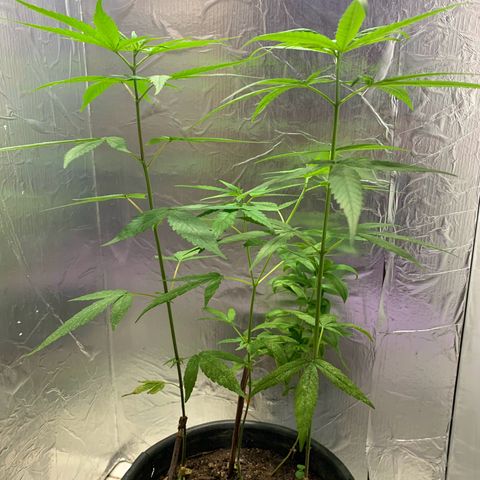 cultivation indoors growlog photo: Sativa Vegetando…! 🫶🏻🍁