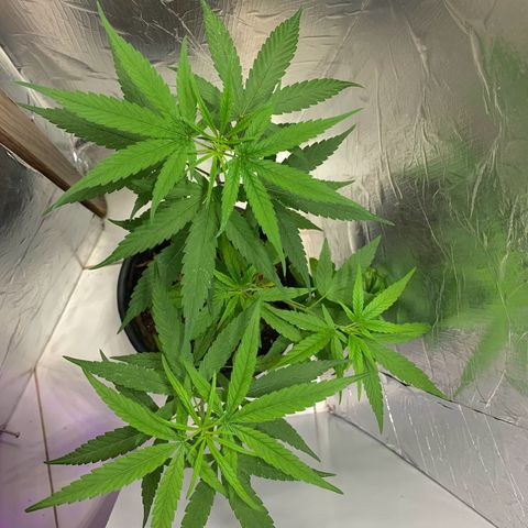 cultivation indoors growlog photo: Sativa Vegetando…! 🫶🏻🍁
