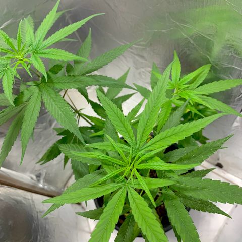 cultivation indoors growlog photo: Sativa Vegetando…! 🫶🏻🍁