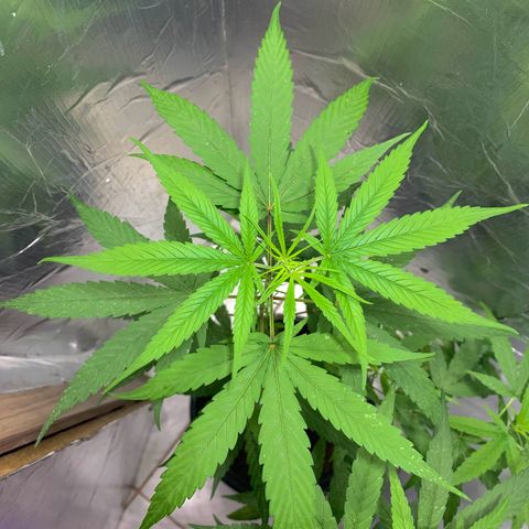 cultivation indoors growlog photo: Estão crescendo devagar, mas tá indo. 