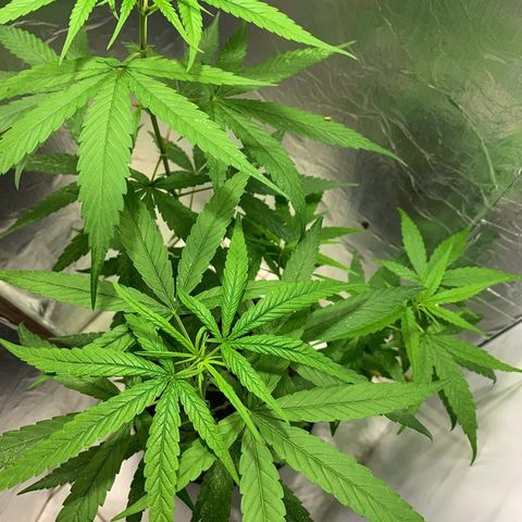 cultivation indoors growlog photo: 🙂‍↔️🙂‍↕️🍁🤝