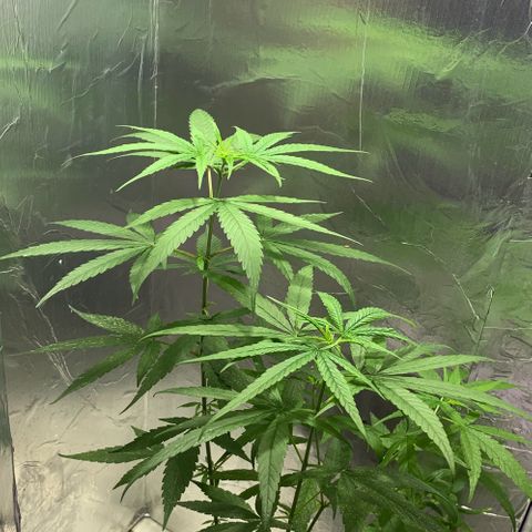 cultivation indoors growlog photo: 🙂‍↔️🙂‍↕️🍁🤝