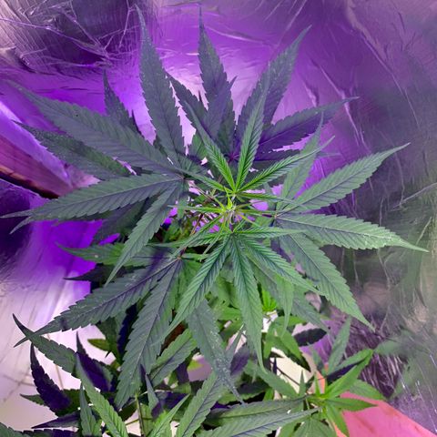 cultivation indoors growlog photo: ❤️🫶🏻