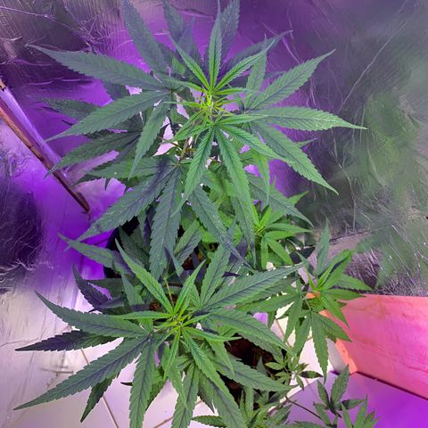 cultivation indoors growlog photo: ❤️🫶🏻