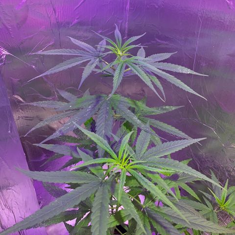 cultivation indoors growlog photo: ❤️🫶🏻