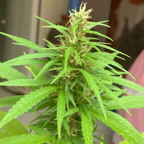 cultivation indoors growlog photo: Minhas princesas estão na floração ❤️‍🔥