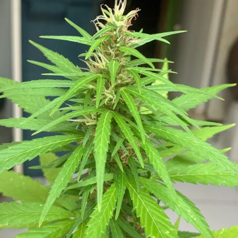 cultivation indoors growlog photo: Minhas princesas estão na floração ❤️‍🔥