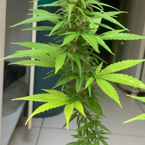 cultivation indoors growlog photo: Minhas princesas estão na floração ❤️‍🔥