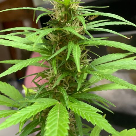 cultivation indoors growlog photo: Minhas princesas estão na floração ❤️‍🔥