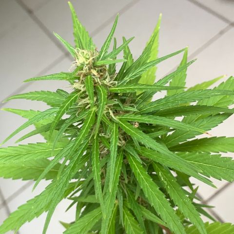 cultivation indoors growlog photo: Minhas princesas estão na floração ❤️‍🔥