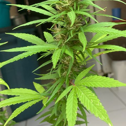 cultivation indoors growlog photo: Minhas princesas estão na floração ❤️‍🔥