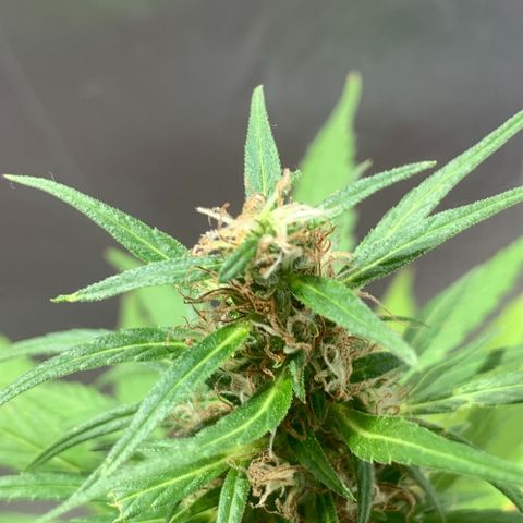 cultivation indoors growlog photo: ❤️‍🔥💙🍁