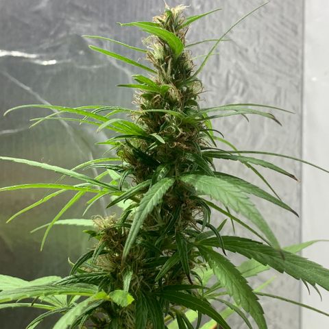 cultivation indoors growlog photo: ❤️‍🔥💙🍁