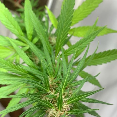 cultivation indoors growlog photo: ❤️‍🔥