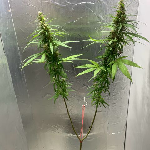 cultivation indoors growlog photo: ❤️‍🔥