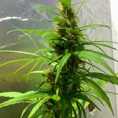 cultivation indoors growlog photo: ❤️‍🔥💙🍁