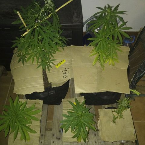 D.B. #1 growlog timeline photo