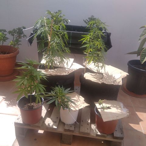 D.B. #1 growlog timeline photo