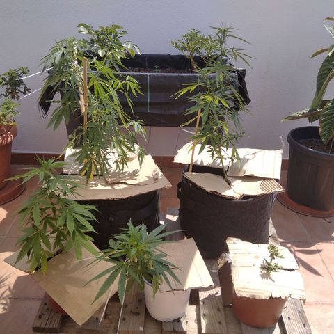 D.B. #1 growlog timeline photo