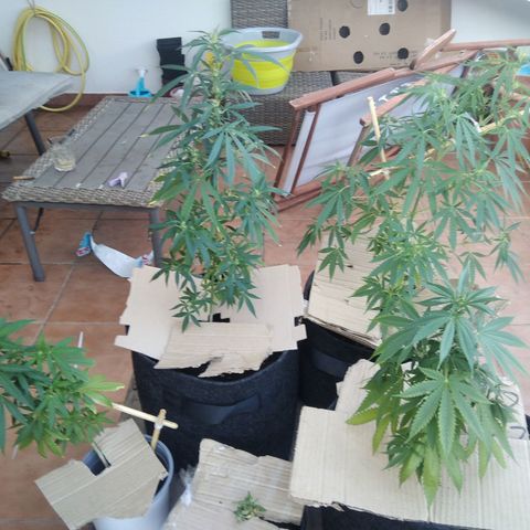 D.B. #1 growlog timeline photo