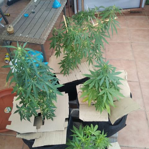D.B. #1 growlog timeline photo