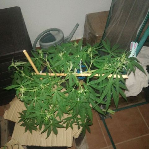 D.B. #1 growlog timeline photo