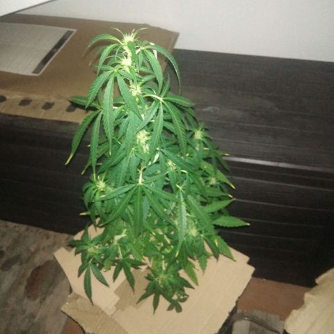 D.B. #2 growlog timeline photo
