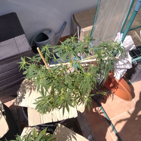 D.B. #1 growlog timeline photo