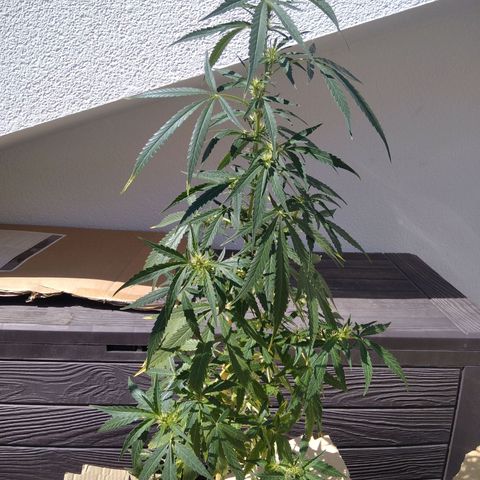 D.B. #2 growlog timeline photo