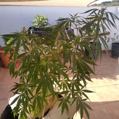 D.B. #1 growlog timeline photo