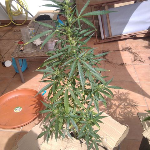 D.B. #2 growlog timeline photo