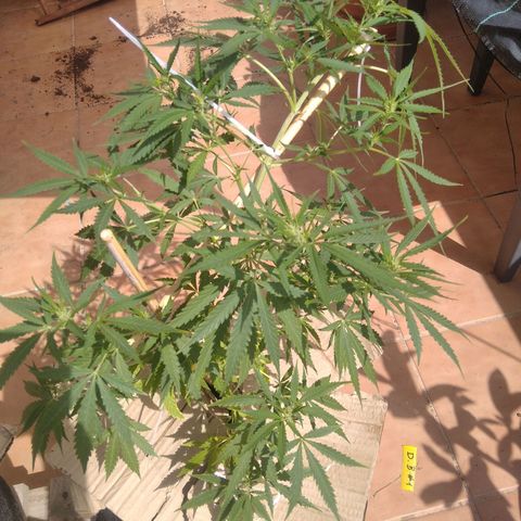 D.B. #1 growlog timeline photo