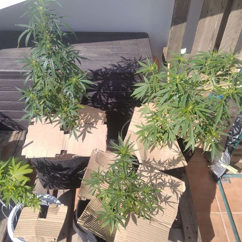 D.B. #1 growlog timeline photo