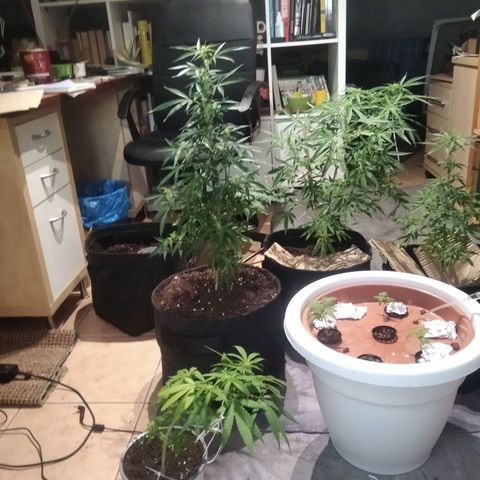 D.B. #1 growlog timeline photo