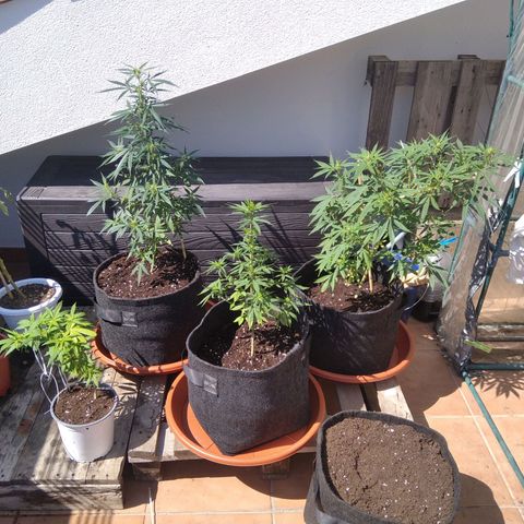 D.B. #1 growlog timeline photo