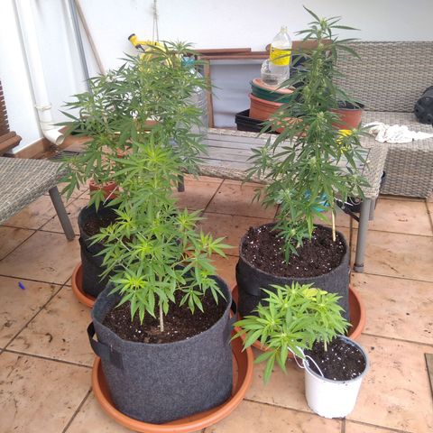 D.B. #1 growlog timeline photo