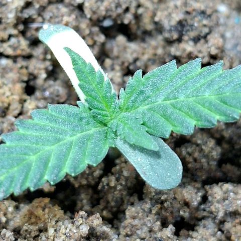 Half Moon growlog timeline photo