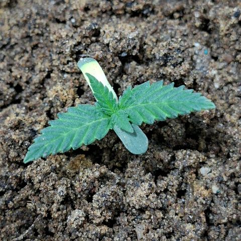 Half Moon growlog timeline photo