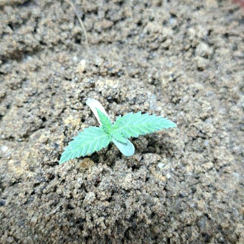 Half Moon growlog timeline photo