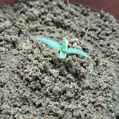 Half Moon growlog timeline photo