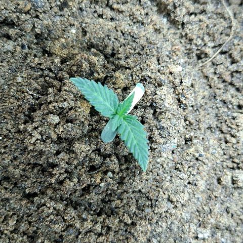 Half Moon growlog timeline photo
