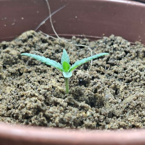 Half Moon growlog timeline photo