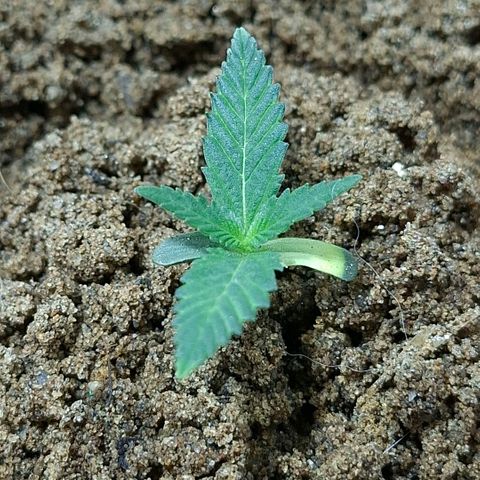 Half Moon growlog timeline photo
