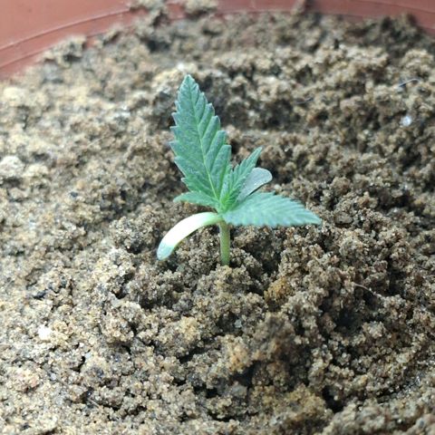 Half Moon growlog timeline photo
