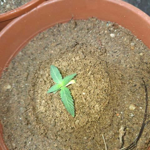 Half Moon growlog timeline photo