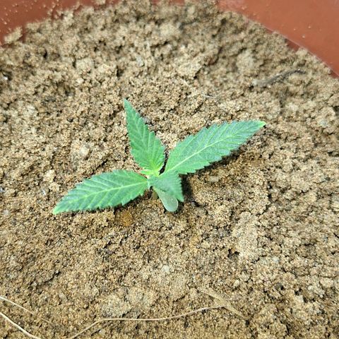 Half Moon growlog timeline photo
