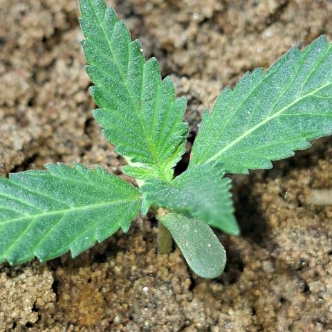 Half Moon growlog timeline photo