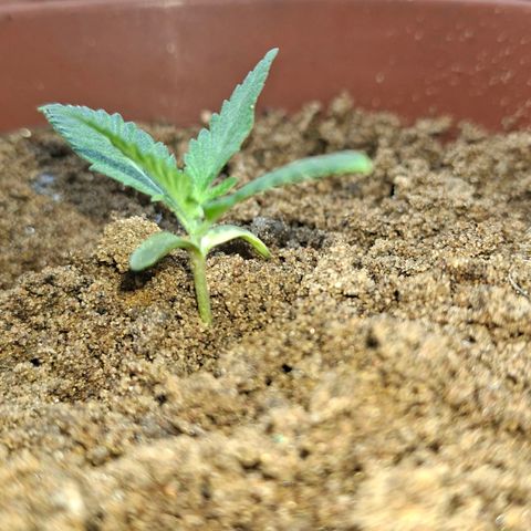 Half Moon growlog timeline photo